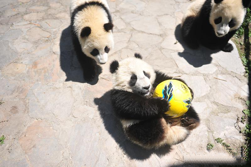熊猫滚滚世界杯视频解说(熊猫世界杯足球赛!谁能萌的过我们?
