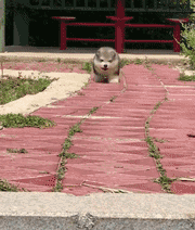 Some dogs, going with respect to to turn over...