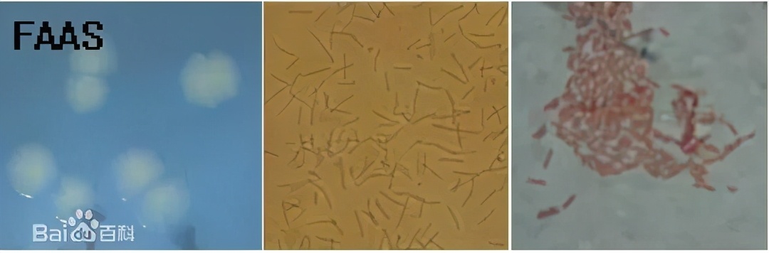 加州鲈烂嘴烂尾病：白头白嘴病、熟身病是鲈鱼苗种阶段的主要病害