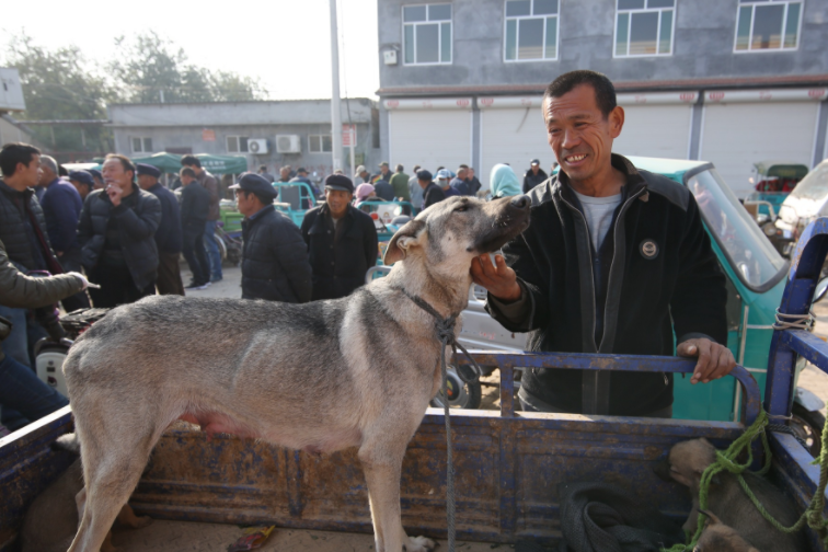 农村集市上围着人，大哥售卖自家的小狼青犬200元，它们要分别了