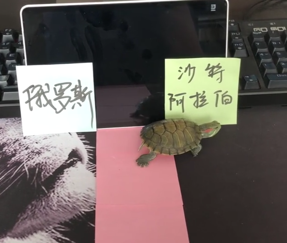 能猜世界杯的乌龟(搞笑的球迷用乌龟，预测世界杯揭幕战胜负，结果却是意料之外)