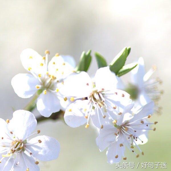 珍惜同学情谊的句子唯美 表达老同学相聚的句子图片