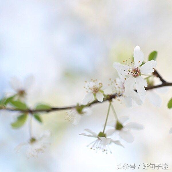 珍惜同学情谊的句子唯美 表达老同学相聚的句子图片