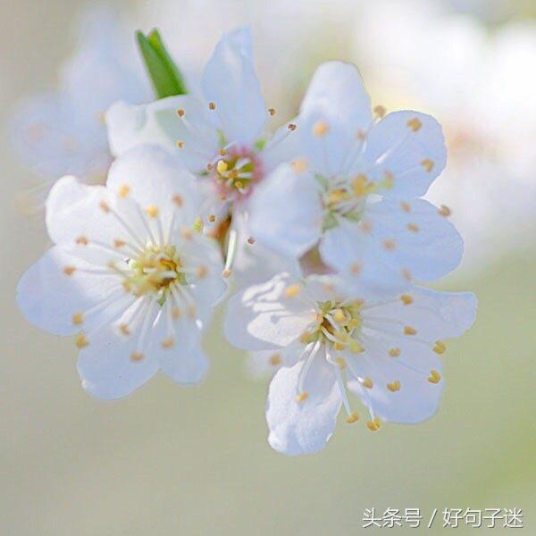 珍惜同学情谊的句子唯美 表达老同学相聚的句子图片