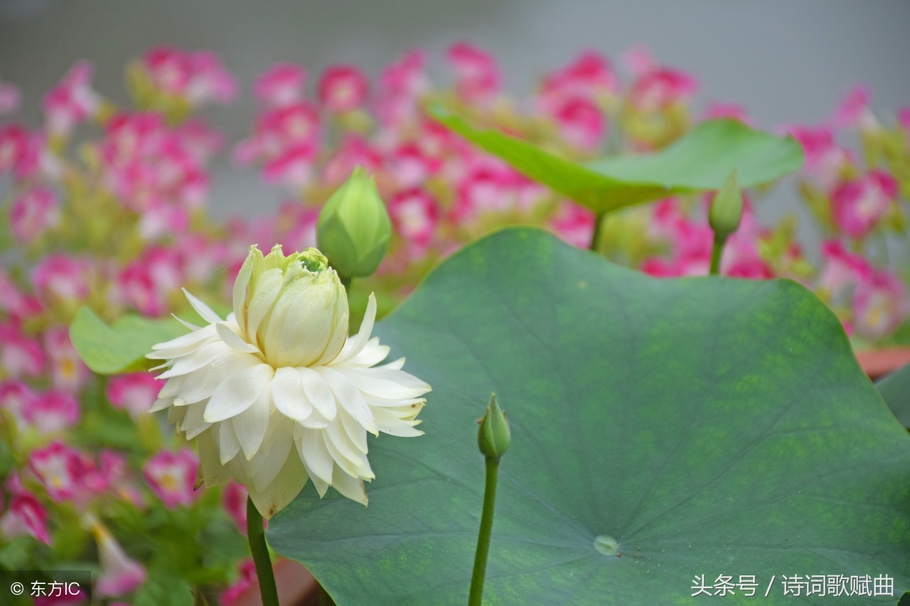 十五首景色宜人的诗词，如画般的清新，原来生活可以如此恬美-第13张图片-非凡网