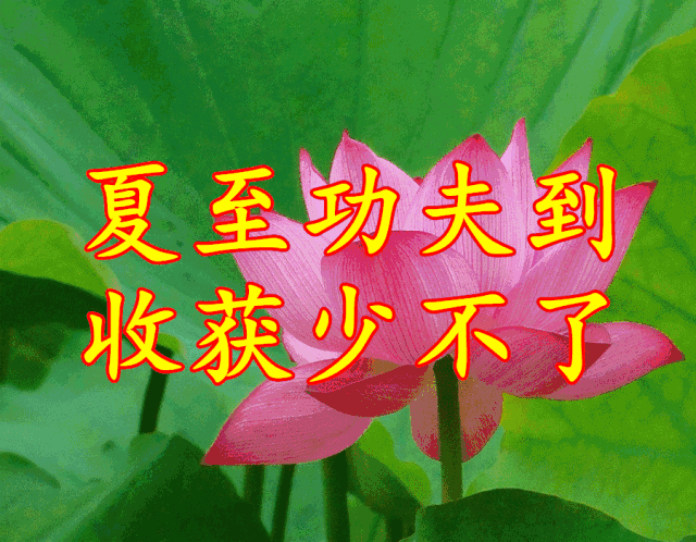 夏至节气祝福语、祝福短信,夏至的问候图片