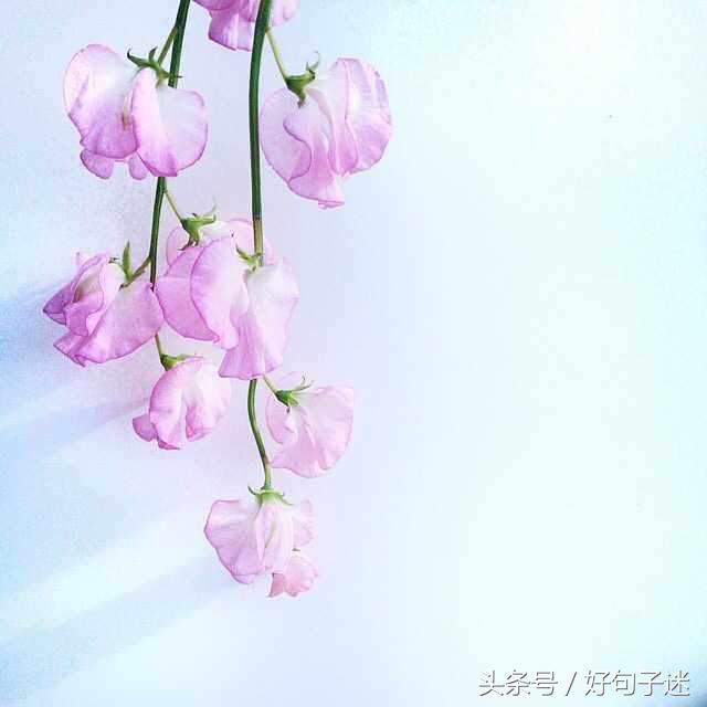 唯美好句子大全 笑而不语是一种豁达，痛而不言是一种修养图片