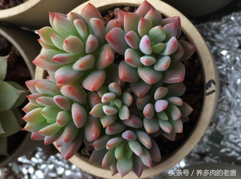 多肉植物品种介绍之小美女 天天看点