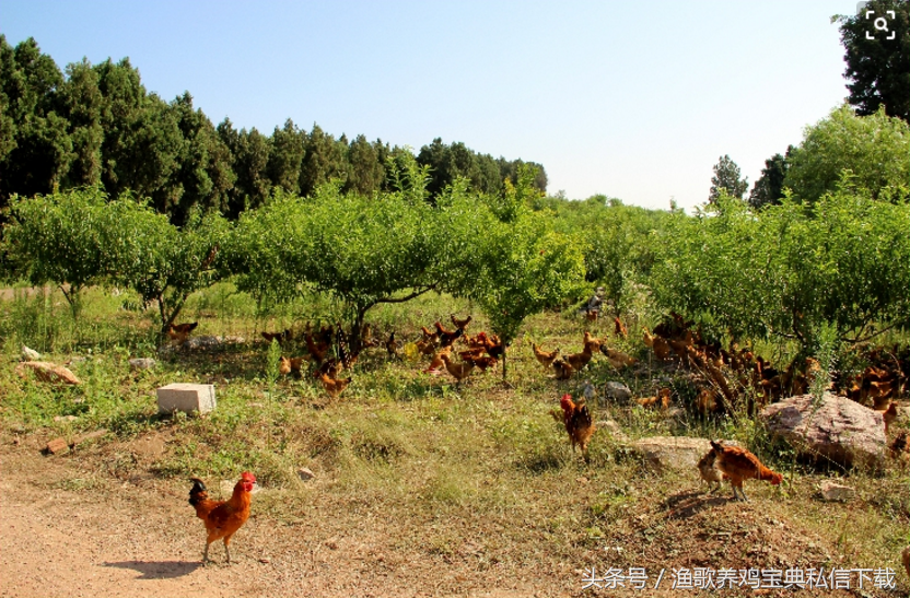 小药治大病——渔歌