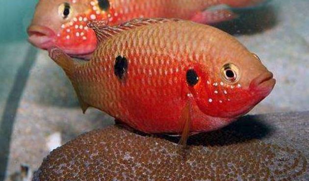 热带观赏鱼养殖多长时间才能够繁殖小鱼呢？