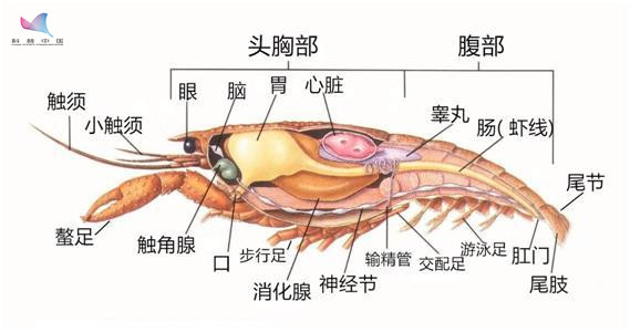 小龙虾为何如此美味？怎么做更好吃？