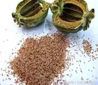「最美中草药」枇杷膏里面有罂粟壳不敢喝?