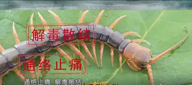 腿脚发凉、发麻?严重者可截肢!提醒身边人警惕这种疾病!