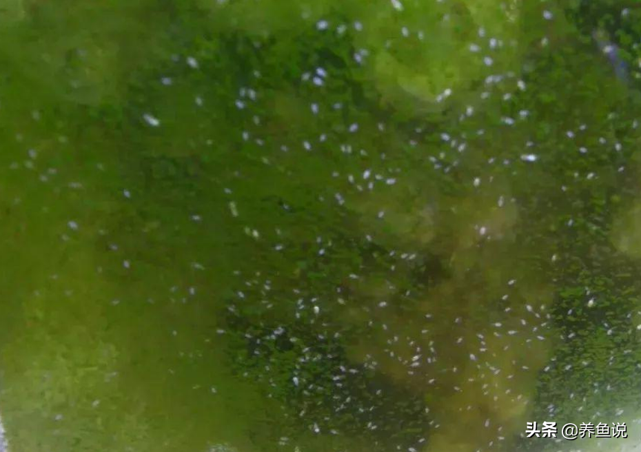 深度解析：魚缸里出現的小蟲子是什么？對觀賞魚有沒有危害？