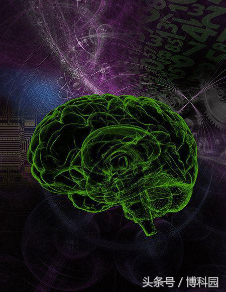 可以通过脑部扫描来预测智力？