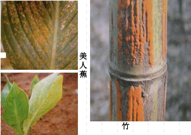 常见园林植物病虫害识别与药剂防治方法-第8张图片-农百科