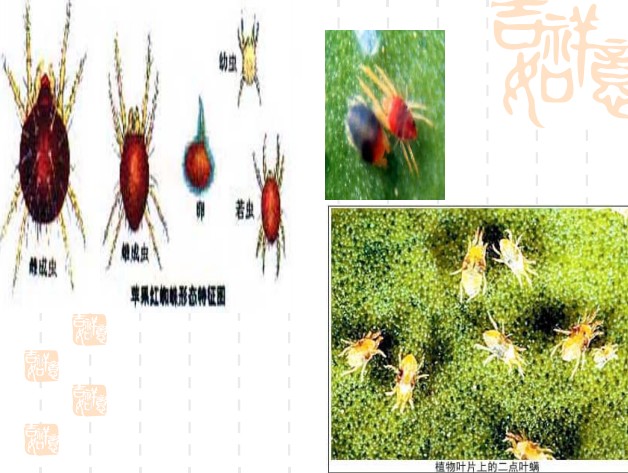 常见园林植物病虫害识别与药剂防治方法-第21张图片-农百科