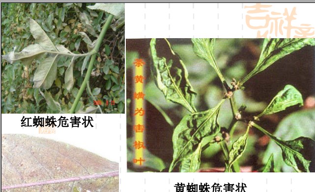 常见园林植物病虫害识别与药剂防治方法-第23张图片-农百科