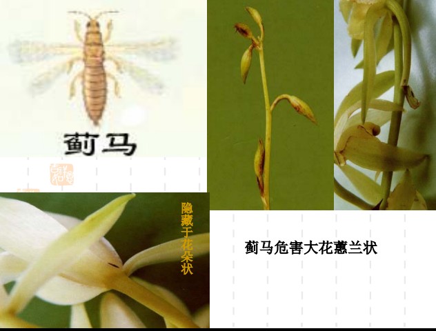 常见园林植物病虫害识别与药剂防治方法-第24张图片-农百科