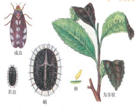 常见园林植物病虫害识别与药剂防治方法-第30张图片-农百科