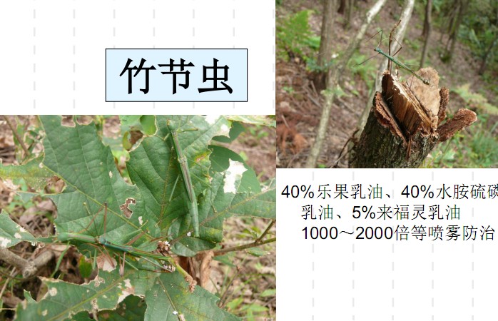 常见园林植物病虫害识别与药剂防治方法-第31张图片-农百科