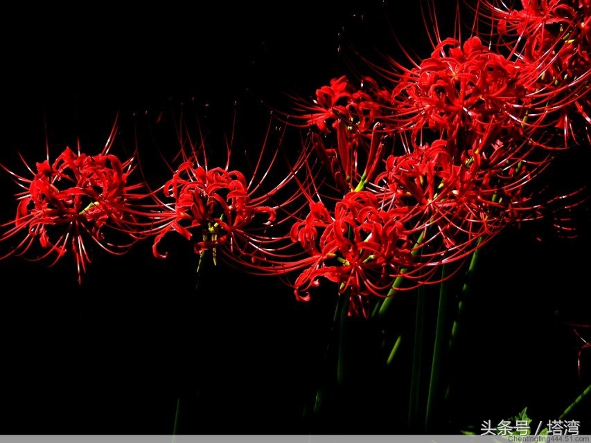 彼岸花图片头像彼岸花开头像