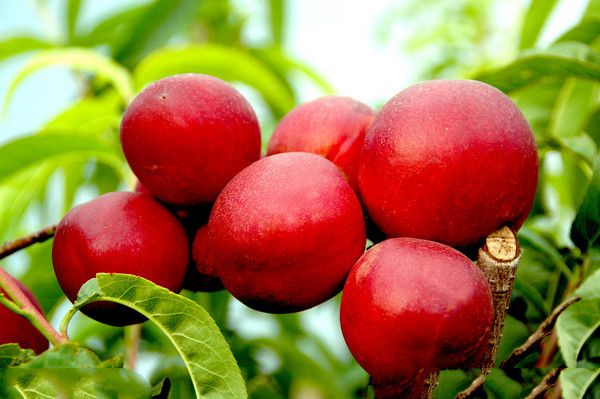 酸性水果有哪些，生活中推荐的酸性水果有哪些？