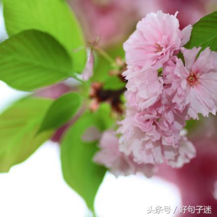 文艺小清新唯美的短句，句句走心，拿去发朋友圈图片