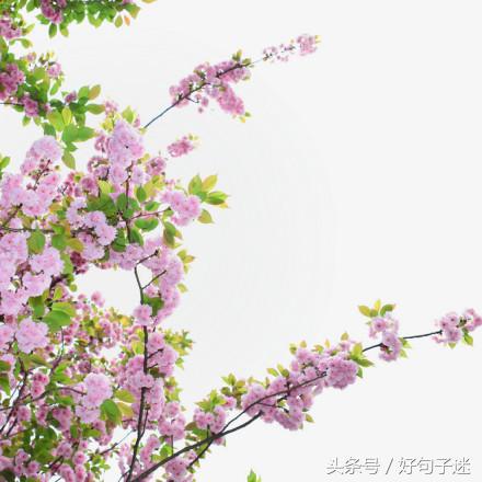 文艺小清新唯美的短句，句句走心，拿去发朋友圈图片