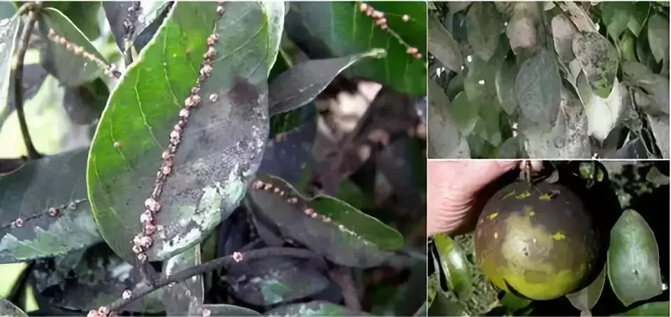 苗木病虫害:园林植物常见病虫害“蚧壳虫”的症状及防治方法-第5张图片-农百科 苗木病虫害:园林植物常见病虫害“蚧壳虫”的症状及防治方法-第5张图片-农百科