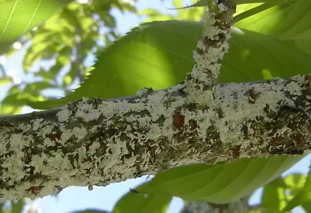 苗木病虫害:园林植物常见病虫害“蚧壳虫”的症状及防治方法-第4张图片-农百科 苗木病虫害:园林植物常见病虫害“蚧壳虫”的症状及防治方法-第4张图片-农百科