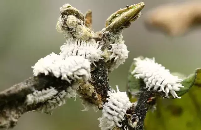 苗木病虫害：园林植物常见病虫害“蚧壳虫”的症状及防治方法-第1张图片-农百科