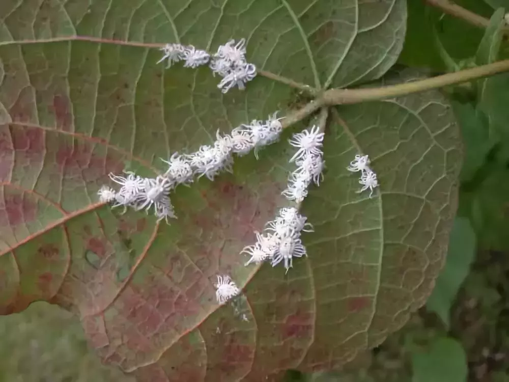 苗木病虫害:园林植物常见病虫害“蚧壳虫”的症状及防治方法-第2张图片-农百科 苗木病虫害:园林植物常见病虫害“蚧壳虫”的症状及防治方法-第2张图片-农百科