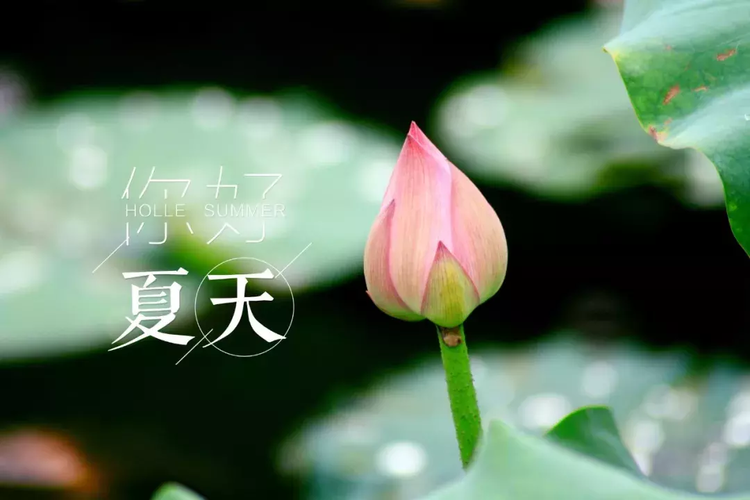三伏天来了,最美夏日诗词,送你一夏清凉-第3张图片-非凡网 三伏天来了,最美夏日诗词,送你一夏清凉-第3张图片-非凡网