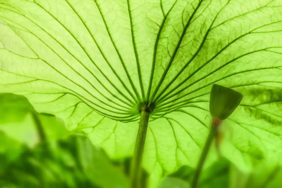 三伏天来了，最美夏日诗词，送你一夏清凉-第11张图片-诗句网