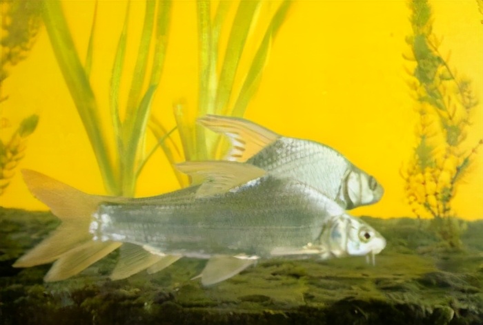 似刺鳊鮨 鲤科鲤科(三)hemibarbus longirostris (regan)38 长吻47