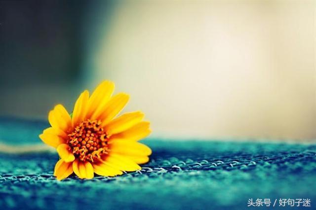 很有意境的唯美句子 愿你一生有山可靠，有树可栖图片