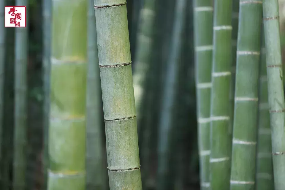 最美竹子诗句-第3张图片-非凡网 最美竹子诗句-第3张图片-非凡网