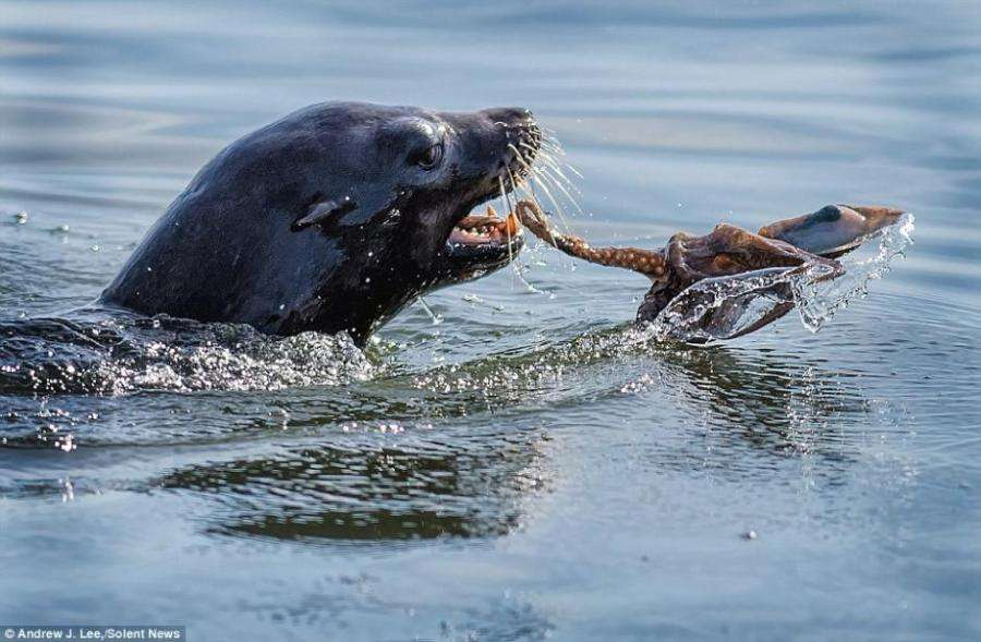 动物趣闻：小海豹的长肉生活-第5张图片-大千世界