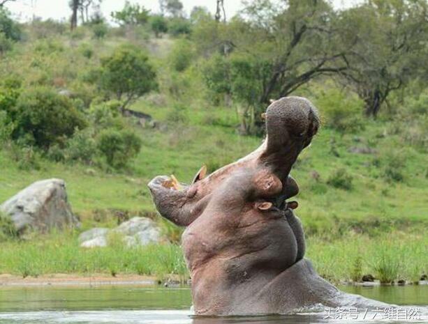 河马张开180度的大嘴巴怒吼,最后还来个"蔑视众生"的小眼神