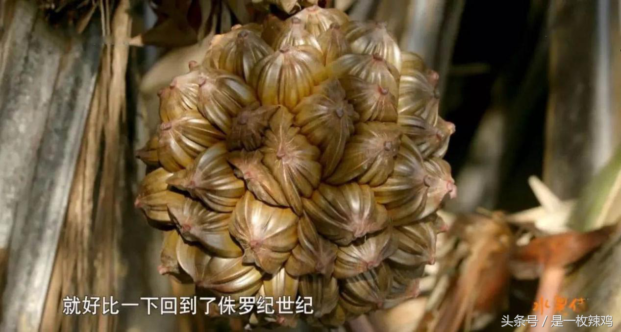 《水果传》——跟着水果去旅行