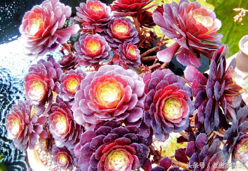 多肉植物法师品种介绍之铜壶