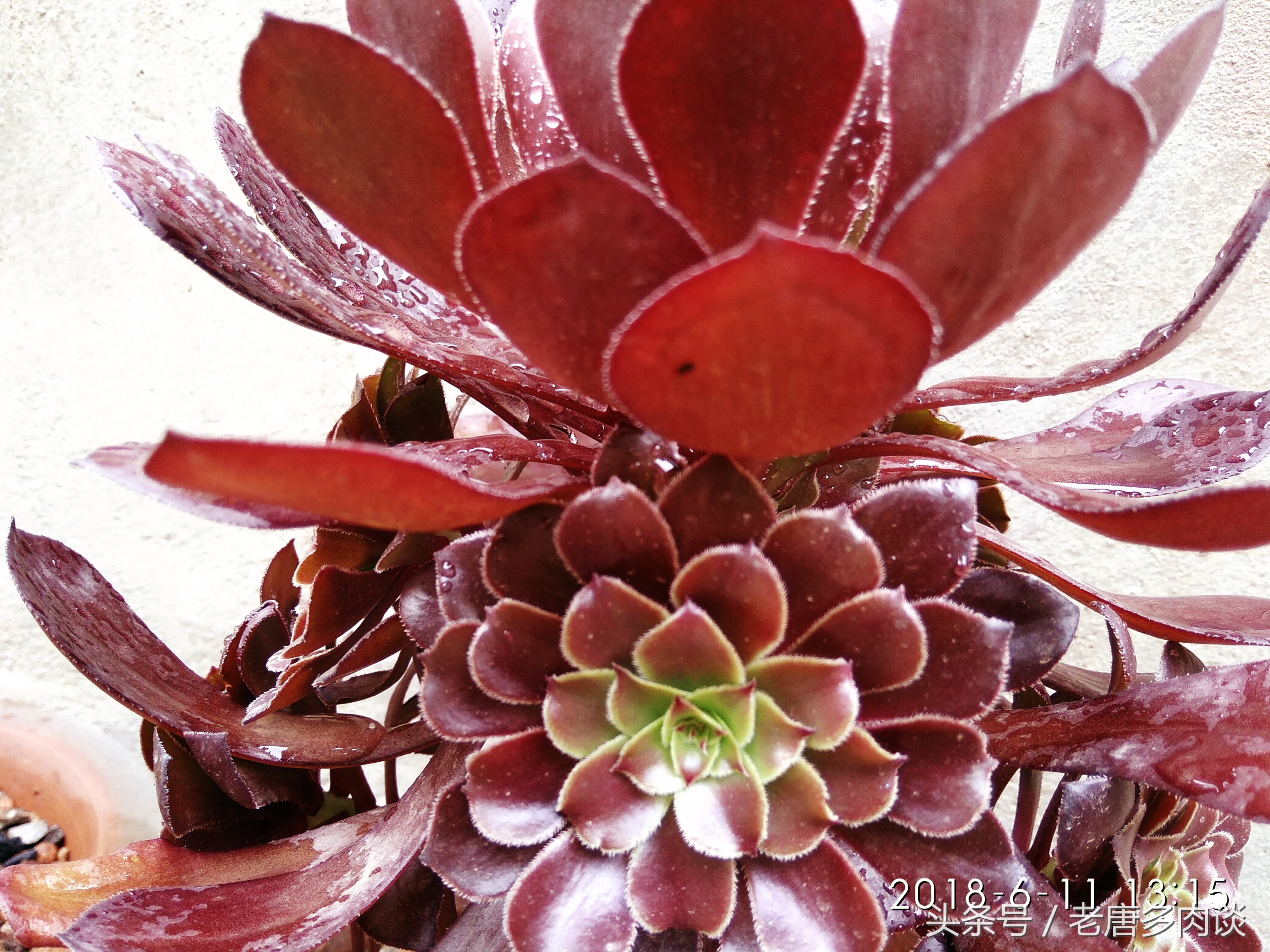 多肉植物法师品种介绍之铜壶