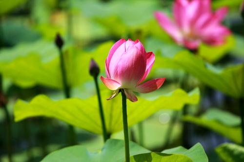 16首描写四季的短小易诵古诗词，为孩子收藏-第3张图片-非凡网