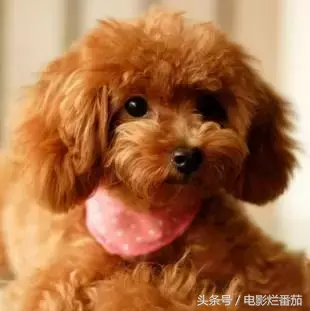 这部电影告诉你,世界上第一条狗是怎么诞生的?