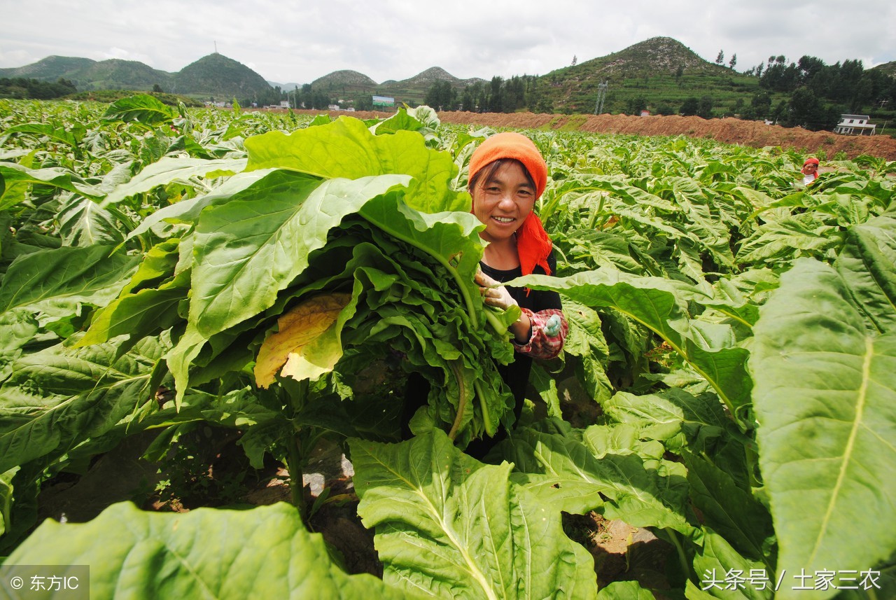 黄金叶香烟价格表,黄金叶香烟价格表大全