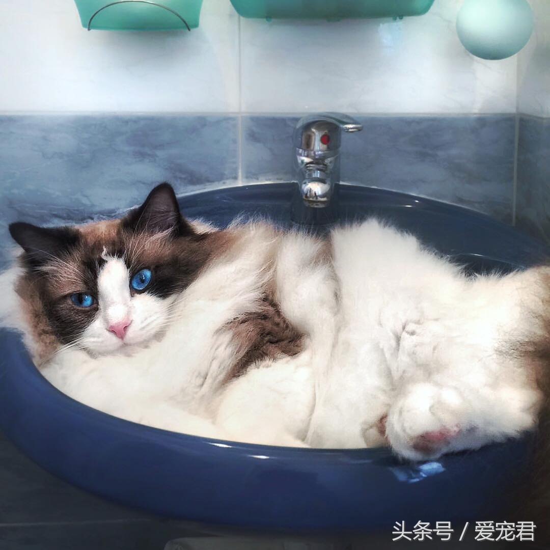 猫咪是液体吗，为何猫咪喜欢把自己，藏在一些不可思议的地方