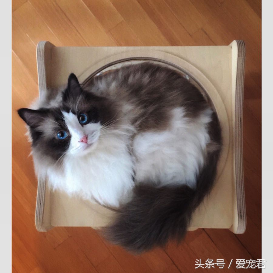 猫咪是液体吗，为何猫咪喜欢把自己，藏在一些不可思议的地方