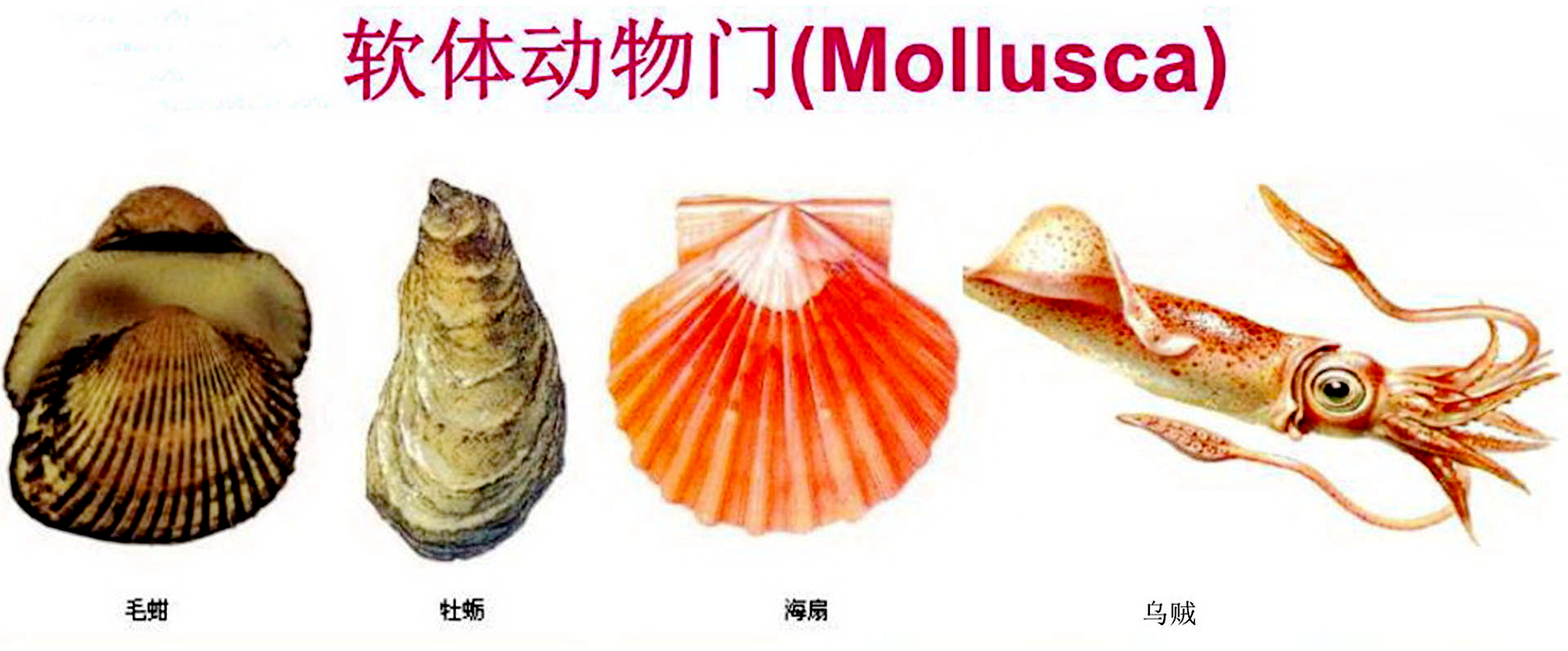 海鲜各种贝类，文蛤、牡蛎、竹蛏、毛蚶……你都了解了吗