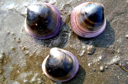 学名mactra chinensis,又名青柳蛤,中华马珂蛤,俗称飞蛤,大黄蚬,日文